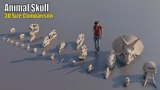 Skulls Size Comparison of Animals: From Tiny to T-Rex 🦴💀