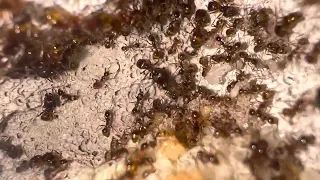 Pheidole noda - life in the nest 2/2