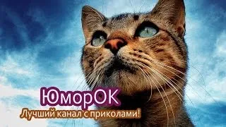 Кот лезет по стене | ЮморОК