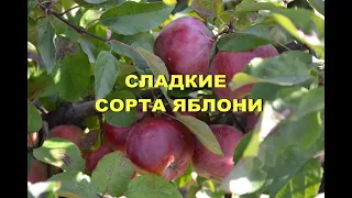 Сладкие сорта яблони