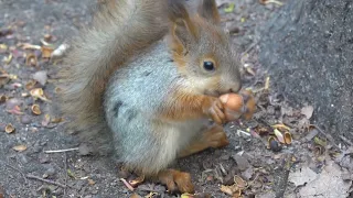 В гости заходил бельчонок / Little squirrel baby came to visit