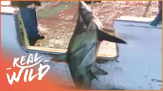 Horrific Hunting And Finning On The Japanese Coast's | Real Wild