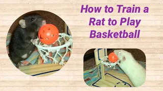 How to Train a Rat to Play Basketball