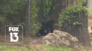 FWC warns of bear sightings in Tampa Bay area