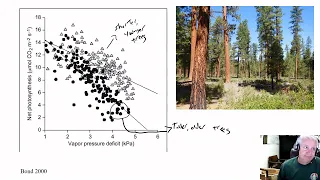 Maximum tree height is limited by water stress - hydraulic limitations to maximum tree height