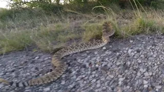 This is what happens when you play with Rattlesnakes.