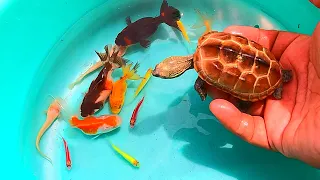 TOP Videos-Find cute balloon turtle, oranda, tetra, molly, koi, black moor, koi, betta, angel