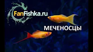 Меченосцы содержание и уход в аквариуме, размножение и разведение видео-обзор