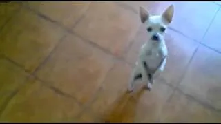 The Dancing Flamenco Chihuahua Dog   Funny Puppy Chihuahua Does Flamenco Dance