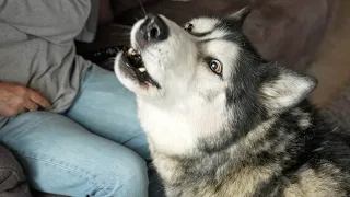 Talking Husky LOVES To Order His NAN About!