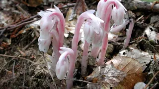 Indian pipe harvest and tincture