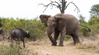 The Amazing Moment Elephant, Lundi Chases Buffalo at the Waterhole & Her Herd Come to Support