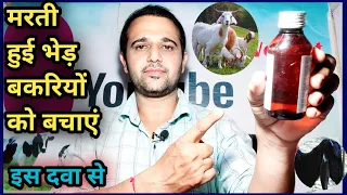 भेड़ बकरियों की रामबाण दवा||Sheep,Goat ki Dawa||कब कैसे दें?