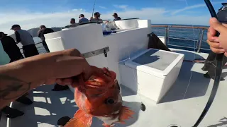 Fishing Catalina Island on the Gailforce