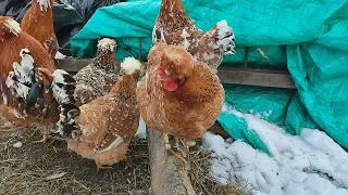 Поголовье кур. Семья русской хохлатой и мышиные бега