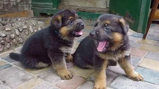 ЗАБАВНЫЕ ЩЕНКИ НЕМЕЦКОЙ ОВЧАРКИ.Funny German Shepherd puppies.Odessa.