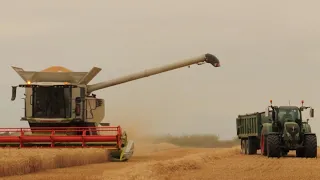 Claas Trion Wheat Harvest 2022 4k