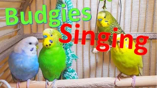 1 Hr Super Cute Budgies Eating Singing Playing, Parakeet Chirping. Reduce Stress of lonely Bird