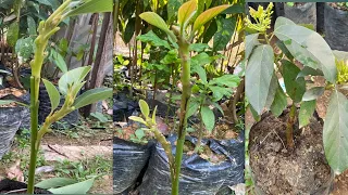 New Method of Double GRAFTING Avocado for Beginner | growing avocado from seed