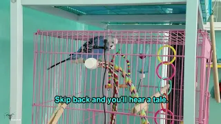 Minion The Budgie Talks A Bit