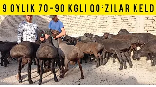 9 OYLIK 90 KGLI GIGANT QOʻZILAR KELDI SHOSHILAMIZ