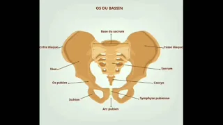 osteologie humaine partie 2