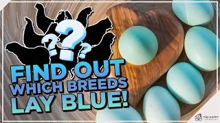 Blue Eggs Uncovered: The Fascinating Breeds You Need to Know!