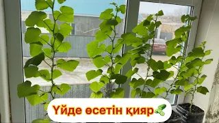 Үйде қияр өсіреміз🥒#огород #огурцы #микрозелень #video #youtube