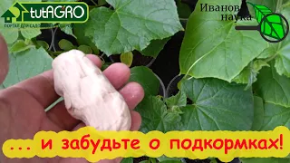 ПОЛОЖИТЕ ЭТО К КОРНЯМ ОГУРЦА РАЗ В МЕСЯЦ и будет очень вкусный урожай! Огурцы будем таскать МЕШКАМИ!