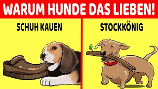 20 Dinge, Die Deinen Hund Begeistern!