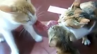 3 Cats, 1 Steak