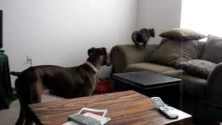 boxer vs. cat