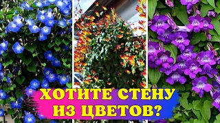 ХОТИТЕ ЗЕЛЁНУЮ СТЕНУ С ЦВЕТАМИ? Просто посейте ЭТИ ЦВЕТЫ! БЕЗ РАССАДЫ!