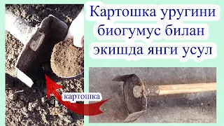 КАРТОШКАДАН ЮҚОРИ ХОСИЛ ОЛИШ ЯНГИ УСУЛИ.