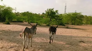 Big Male Donkeys With Female Black  donkey is Enjoys Dringking Water |@MP2animals