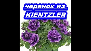 ЧЕРЕНОК ИЗ  KIENTZLER.