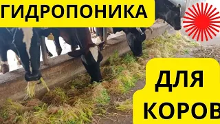 Гидропоника для коровы