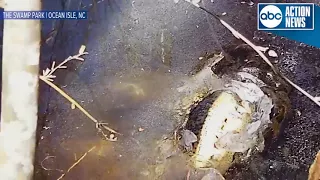 Alligators stick snouts through ice to survive freezing conditions, swamp park says