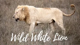 My first ever sighting of Casper, the wild WHITE LION of the Kruger National Park!