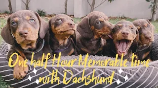 One Half Hour Cute Memorable Time with Dachshund, playful sausage dogs instagram videos compilation