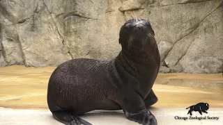 Sea Lion Pups Exploring Outside