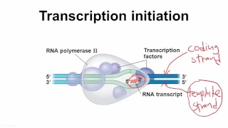 [Molecular Biology Basics] Lesson 7 - DNA transcription (Part 1)