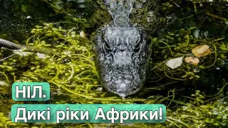 Ніл | Дикі річки Африки / Discovery Ukraine