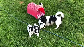 Papillon puppies 6,5 weeks old