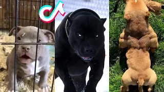 Pitbulls are Badass and Cute - Tiktok Compilation! #2