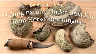 Best way how to make natural tinder Amadou, Horse hoof fungus, making fire with flint & steel, taula