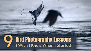 What I've Learned from One Year of Bird Photography