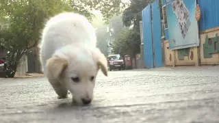 The Life Of A Street Dog