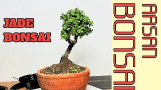 JADE BONSAI VERY NICE BONSAI  // HOW TO REPORT JADE PLANT  //  BONSAI THE ART 🏝