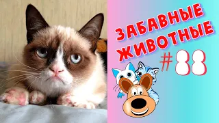 Приколы с Животными #88 / Смешные Животные 2020 / Приколы / Приколы про Животных / Лучшие Приколы